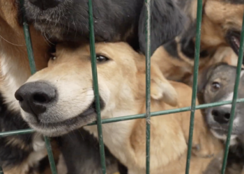 Dogs looking for news homes greet visitors at Animal Rescue Kharkiv