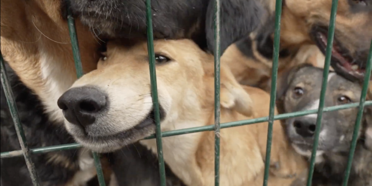 Dogs looking for news homes greet visitors at Animal Rescue Kharkiv