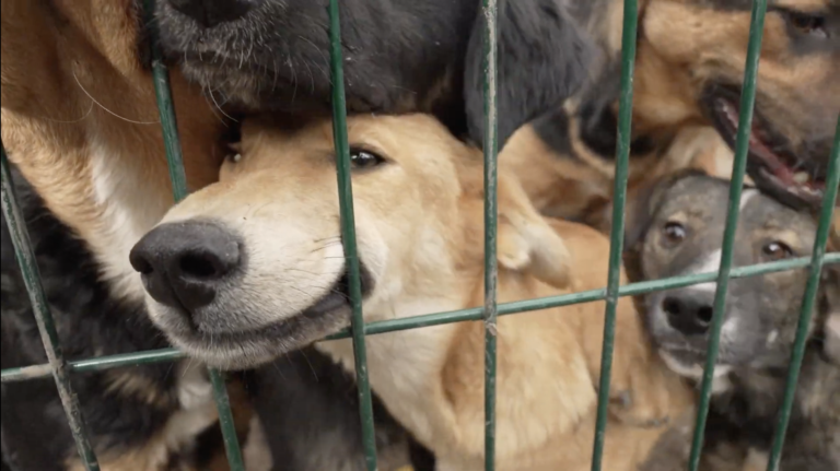 As Russia Pounds Donetsk's Front-Line Cities, a Kharkiv Animal Shelter Pleads for Adopters – Independence Avenue Media