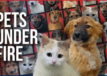 The Urgent Race to Save Ukraine’s Front-Line Pets – Independence Avenue Media
