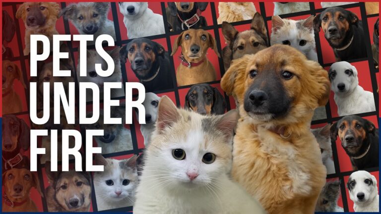 The Urgent Race to Save Ukraine’s Front-Line Pets – Independence Avenue Media